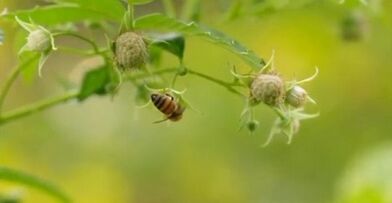 Wirksame Methoden zur Behandlung von Krampfadern